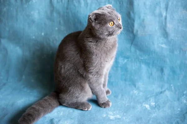 Szary szkocki krotnie kot na niebieskim płótnie — Zdjęcie stockowe