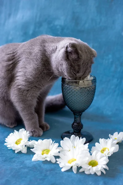 Een grijze Schotse Vouwkat drinkt uit een glas. Rechtenvrije Stockafbeeldingen