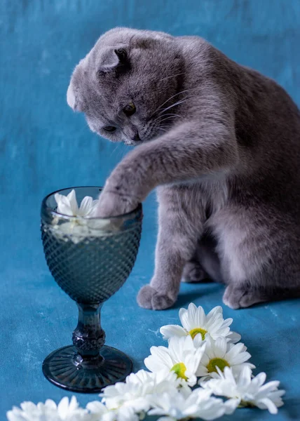 Szary szkocki Fold kot pije ze szklanki. Obraz Stockowy