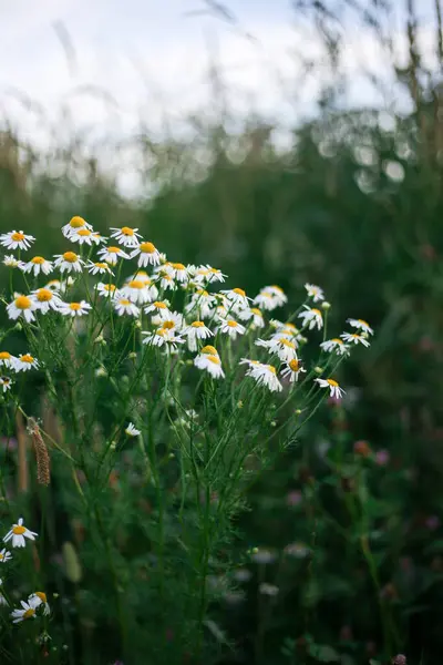 Polní sedmikrásky ve volné přírodě. Květy s bílými okvětními lístky. — Stock fotografie