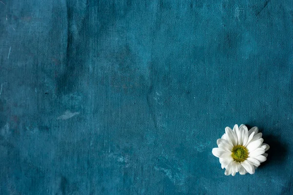Jeden bílý heřmánkový pupen na modrém plátně. — Stock fotografie