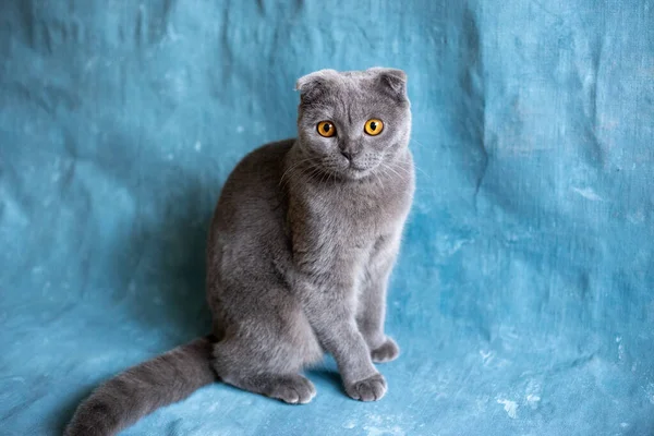 Серый шотландский складной кот на голубом холсте — стоковое фото