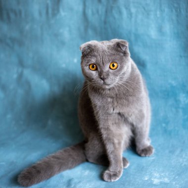 Gri İskoç kedisi mavi tuval üzerinde