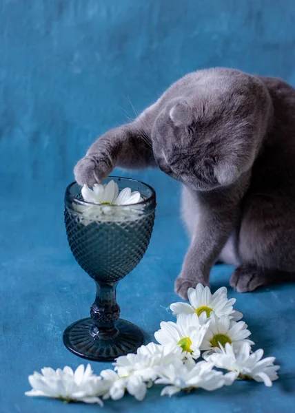 Šedá skotská kočka pije ze sklenice. — Stock fotografie