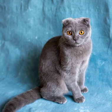 Gri İskoç kedisi mavi tuval üzerinde