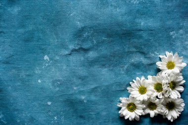 Mavi arkaplanda bir grup papatya