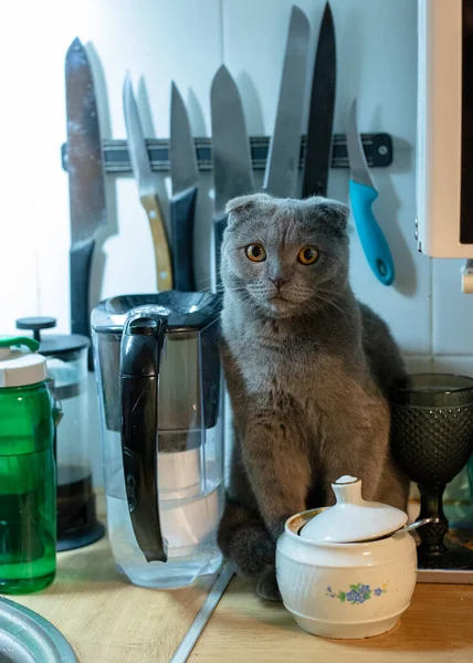 Серый кот сидит на кухне среди приборов — стоковое фото
