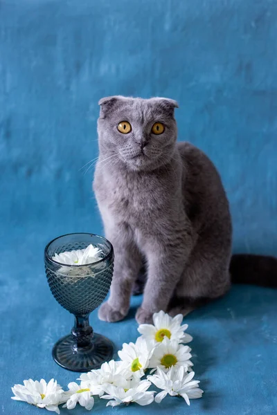 Gray skotský složit kočka na modrém pozadí sklo a heřmánku květiny. — Stock fotografie