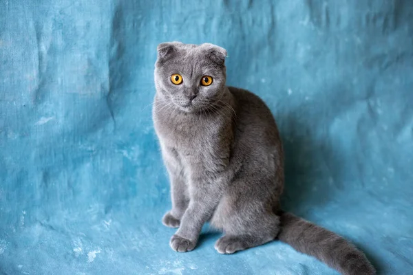 Серый шотландский складной кот на голубом холсте — стоковое фото