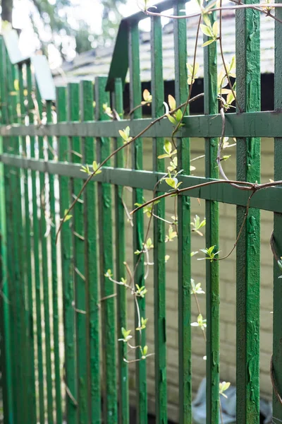 Vahşi üzümlerden dalları olan metal çitler..