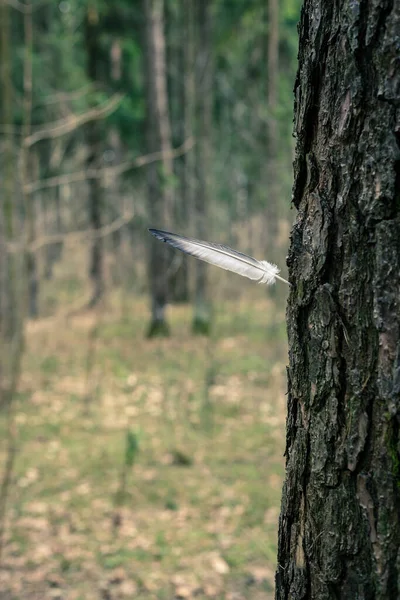 Eine Vogelfeder ragt aus einem Baum. — Stockfoto