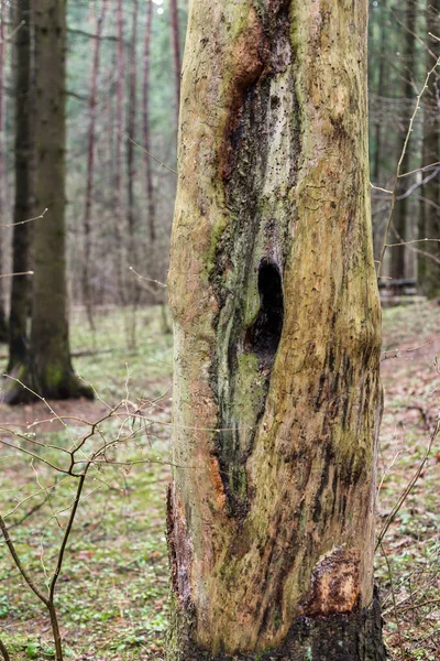 Ormandaki ölü bir ağacın içi boş.. — Stok fotoğraf