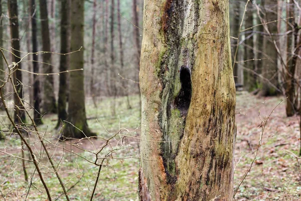 Κενό μέσα σε ένα νεκρό δέντρο στο δάσος. — Φωτογραφία Αρχείου