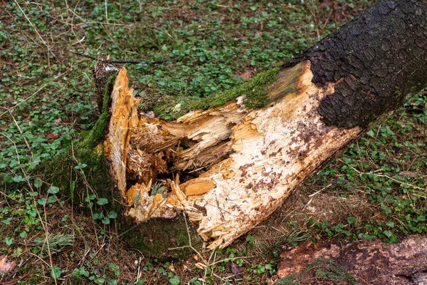 Leesett fa az erdőben. Az erős szél következményei. — Stock Fotó