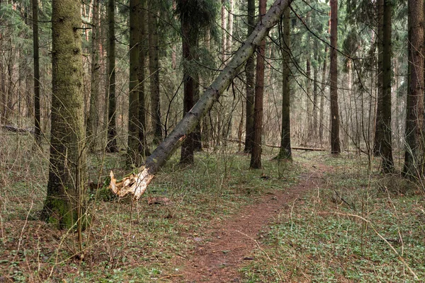 Падшее дерево в лесу. Последствия сильного ветра. — стоковое фото