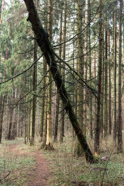 Ormanda devrilmiş bir ağaç. Şiddetli rüzgarın sonucu.