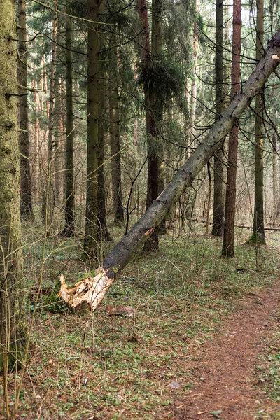 Árbol caído en el bosque. Consecuencia del fuerte viento. — Foto de Stock