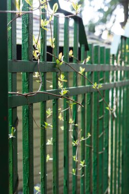 Vahşi üzümlerden dalları olan metal çitler..