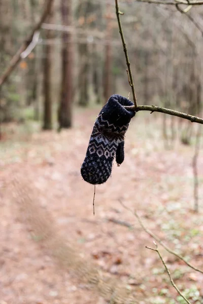 La manopla perdida pesa sobre una rama en el bosque de primavera — Foto de Stock