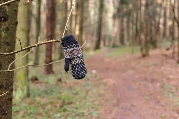 La manopla perdida pesa sobre una rama en el bosque de primavera — Foto de Stock