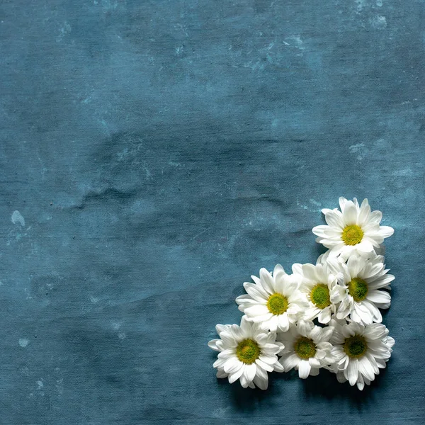 Grupo de margaridas em um fundo azul — Fotografia de Stock