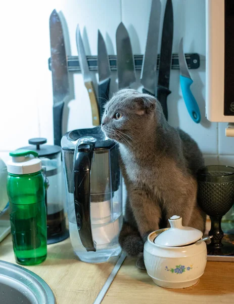 Кот, сидящий на столе рядом с чашкой кофе — стоковое фото