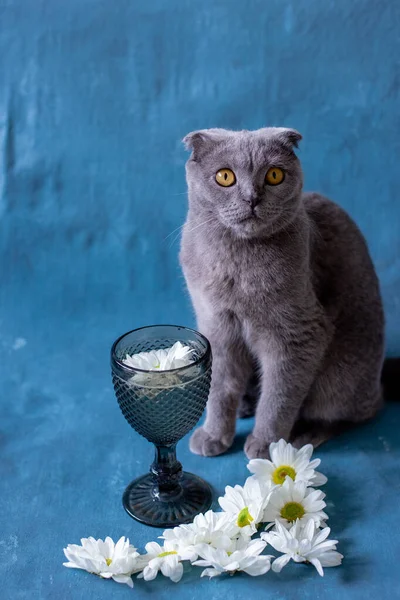 Gray skotský složit kočka na modrém pozadí sklo a heřmánku květiny. — Stock fotografie