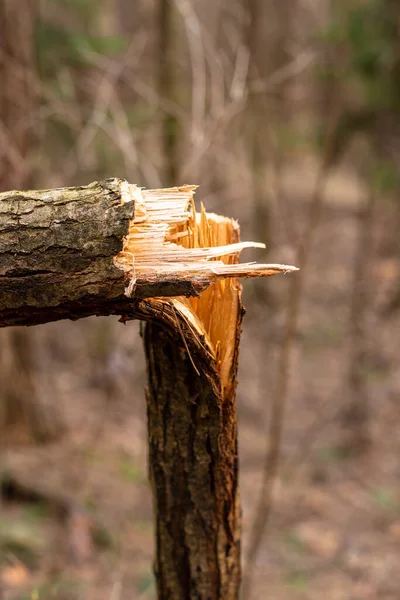 Árbol caído en el bosque. Consecuencia del fuerte viento. — Foto de Stock