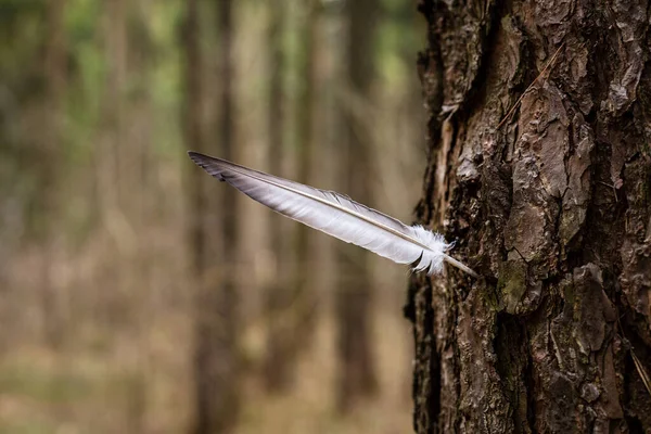 Een vogelveer steekt uit een boom. — Stockfoto