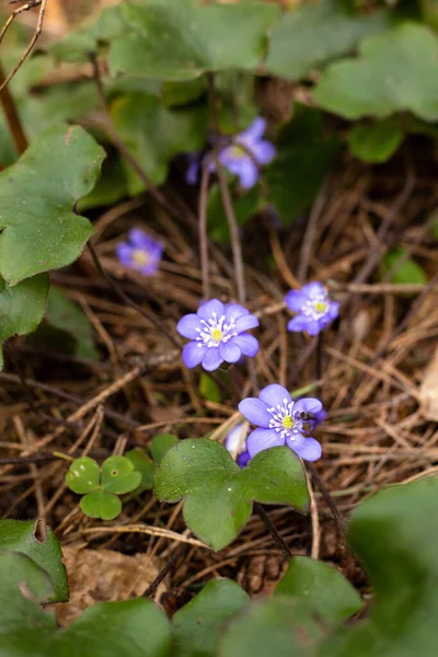 Flores púrpuras crecen en el bosque. Flores silvestres. —  Fotos de Stock