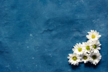 Mavi arkaplanda bir grup papatya