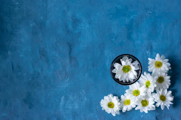 A glass with a chamomile flower inside and around on a blue background.
