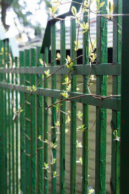 Vahşi üzümlerden dalları olan metal çitler..