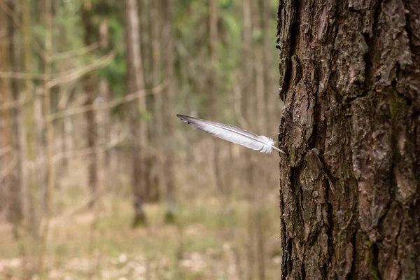 Una pluma de pájaro sobresaliendo de un árbol. — Foto de Stock