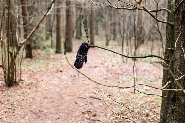 La manopla perdida pesa sobre una rama en el bosque de primavera — Foto de Stock