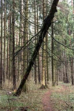 Ormanda devrilmiş bir ağaç. Şiddetli rüzgarın sonucu.