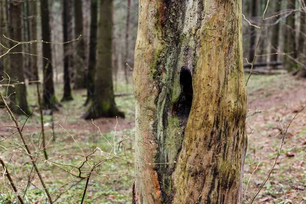 Hueco dentro de un árbol muerto en el bosque. — Foto de Stock