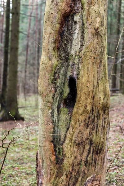 Pustka wewnątrz martwego drzewa w lesie. — Zdjęcie stockowe