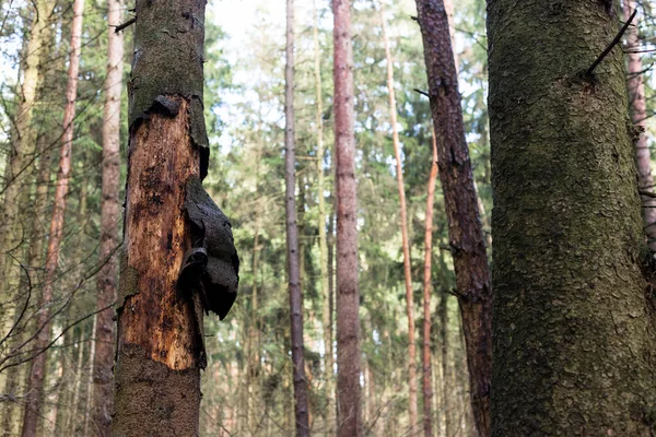 Fehér-piros-fehér nemzeti zászló festve egy fára egy minszki parkban — Stock Fotó