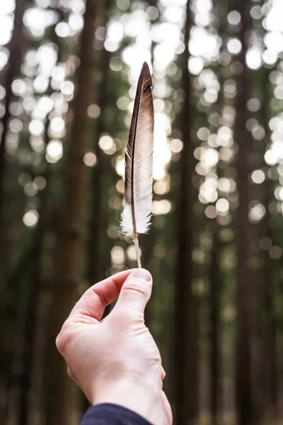 Pluma de pájaro en la mano de un hombre sobre un fondo forestal — Foto de Stock