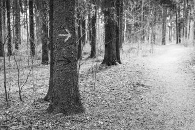 Ağaçtaki boyayla çizilmiş bir ok sağ tarafı işaret ediyor..