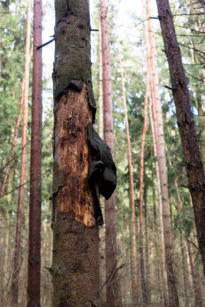 Kabuğu parçalanmış çam ağacı. Çam Ormanı. — Stok fotoğraf