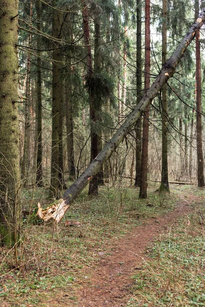 Πεσμένο δέντρο στο δάσος. Συνέπεια ισχυρού ανέμου. — Φωτογραφία Αρχείου