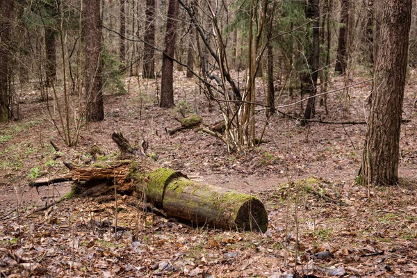 Αναποδογυρισμένο δέντρο στο δάσος. Φθινοπωρινό δάσος. — Φωτογραφία Αρχείου