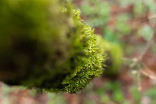 Musgo verde en el tronco de un árbol. Árbol en el bosque — Foto de Stock