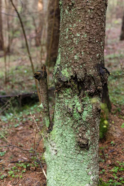 Zielony mech na pniu drzewa. Drzewo w lesie — Zdjęcie stockowe