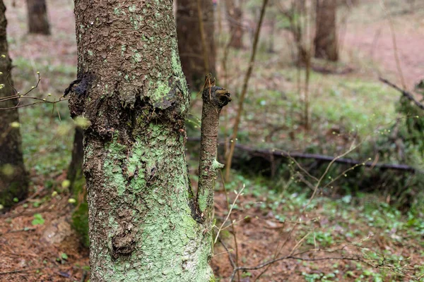 Musgo verde en el tronco de un árbol. Árbol en el bosque — Foto de Stock