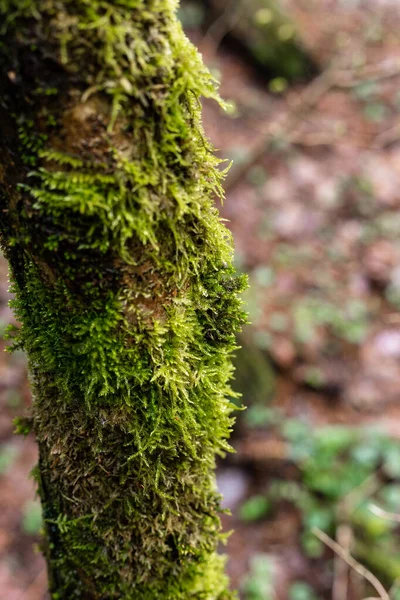Zielony mech na pniu drzewa. Drzewo w lesie — Zdjęcie stockowe