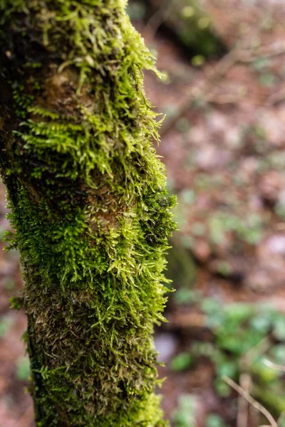 Grünes Moos auf einem Baumstamm. Baum im Wald — Stockfoto