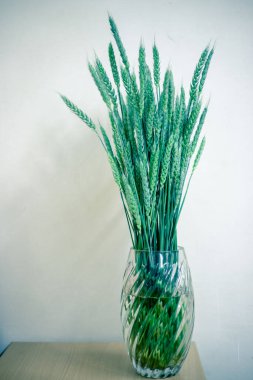 Beyaz arka planda cam vazoda buğday sapları